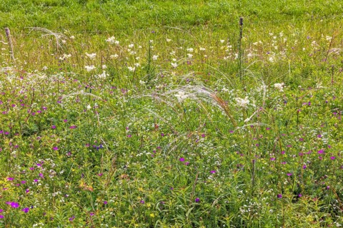 Flowering meadow with Feather grass (Stipa pennata) and blooming wildflowers, Falkoping, Sweden,