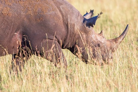 Black rhinoceros (Diceros bicornis) walking in high grass on the savanna in Africa, Maasai Mara