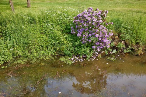 Rhododendron ponticum at the ditch Jorker Hauptwettern in Jork, Altes Land, district of Stade,