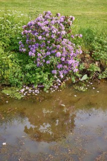 Rhododendron ponticum at the ditch Jorker Hauptwettern in Jork, Altes Land, district of Stade,