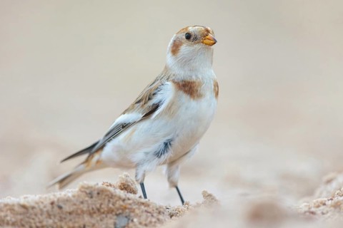 Snow bunting (Plectrophenax nivalis), family of tundra buntings, Helgoland Island,