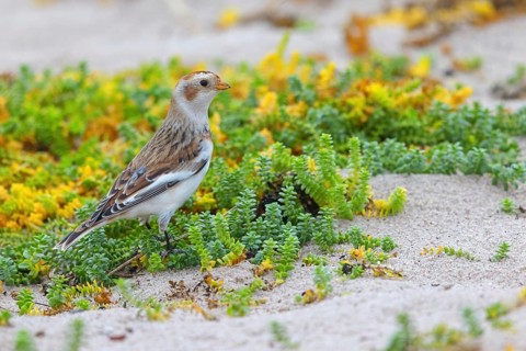 Snow bunting (Plectrophenax nivalis), family of tundra buntings, Helgoland Island,