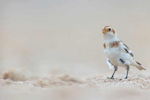 Snow bunting (Plectrophenax nivalis), family of tundra buntings, Helgoland Island,