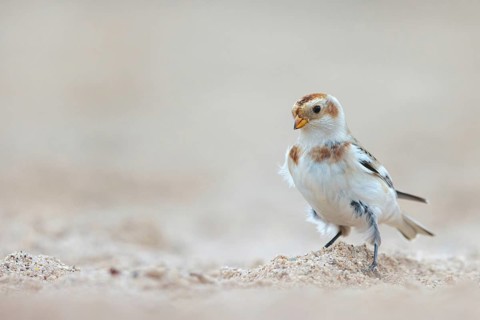 Snow bunting (Plectrophenax nivalis), family of tundra buntings, Helgoland Island,