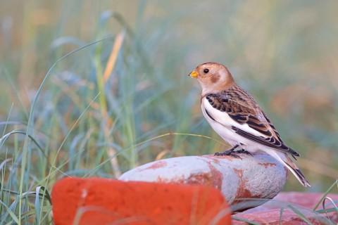 Snow bunting (Plectrophenax nivalis), family of tundra buntings, Helgoland Island,