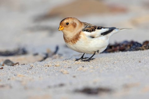 Snow bunting (Plectrophenax nivalis), family of tundra buntings, Helgoland Island,