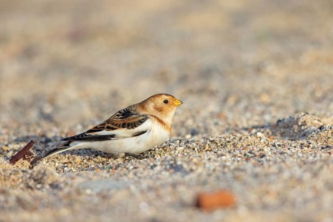 Snow bunting (Plectrophenax nivalis), family of tundra buntings, Helgoland Island,