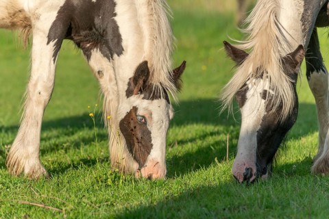 Irish cob horses in a pasture in spring. In the French countryside, the horses go out into the