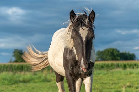 Irish cob horses in a pasture in spring. In the French countryside, the horses go out into the