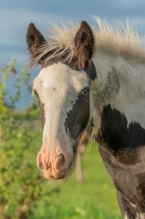 Irish cob horses in a pasture in spring. In the French countryside, the horses go out into the