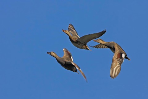 Gadwall, (Anas strepera), Mareca strepera, three ducks in flight, Wagbachniederung,