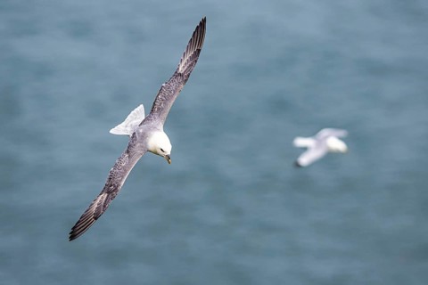 Northern Fulmar, Fulmarus glacialis, bird in fly, Bempton Cliffs, North Yorkshire, England, United