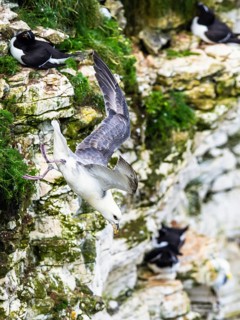 Northern Fulmar, Fulmarus glacialis, bird in fly, Bempton Cliffs, North Yorkshire, England, United