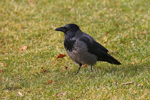 Hooded Crow (Corvus cornix), Mecklenburg-Western Pomerania, Germany, Europe