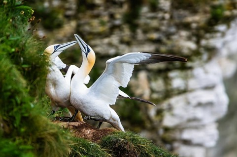 Northern Gannet, Morus bassanus, pair of birds on the cliff, Bempton Cliffs, North Yorkshire,