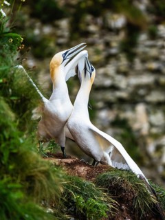 Northern Gannet, Morus bassanus, pair of birds on the cliff, Bempton Cliffs, North Yorkshire,