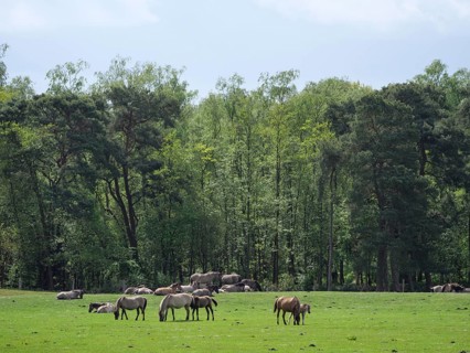 A herd of horses grazing on a large green meadow in front of a dense forest, merfeld, münsterland,