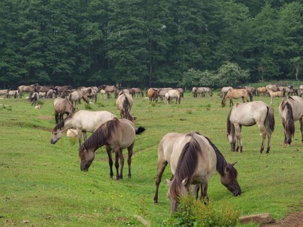 A large herd of horses grazing peacefully in a spacious meadow next to a forest, merfeld,