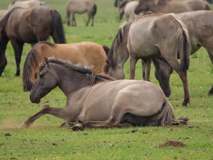 Lying horse and some standing horses grazing peacefully on a spacious pasture, merfeld,