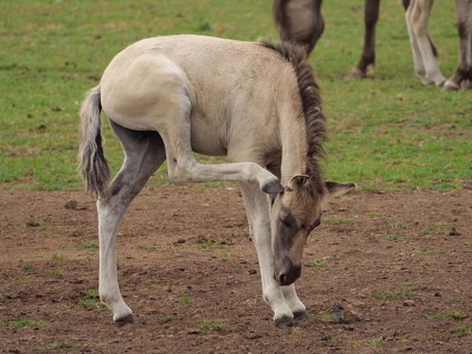 A young foal carefully lifts a leg, other horses graze nearby, merfeld, münsterland, germany