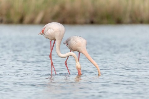 Two flamingos (Phoenicopterus roseus) eating in a pond in a nature reserve. Saintes Maries de la