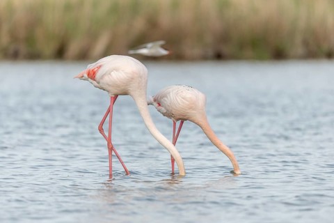 Two flamingos (Phoenicopterus roseus) eating in a pond in a nature reserve. Saintes Maries de la