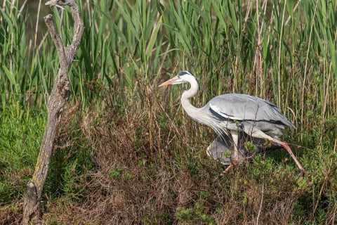 Grey heron (Ardea cinerea) moving through the reeds at the edge of a pond. Saintes Maries de la