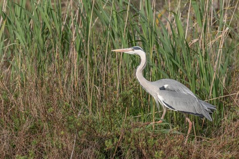 Grey heron (Ardea cinerea) moving through the reeds at the edge of a pond. Saintes Maries de la