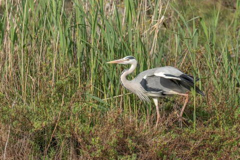 Grey heron (Ardea cinerea) moving through the reeds at the edge of a pond. Saintes Maries de la
