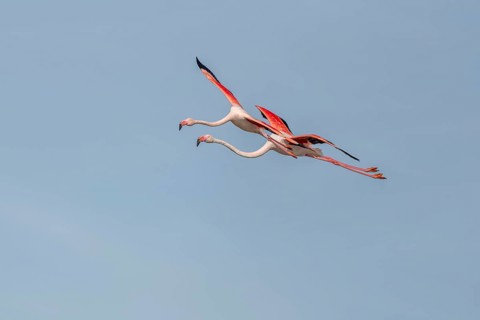 Two flamingos (Phoenicopterus roseus) flying in the blue sky in spring. Saintes Maries de la Mer,