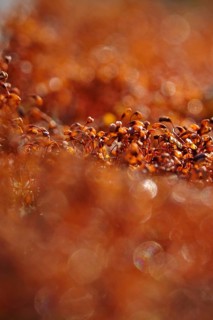 Spore capsules of moss, summer morning in the forest, Germany, Europe