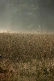 Summer morning atmosphere, morning fog, Germany, Europe