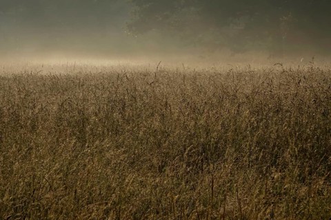 Summer morning atmosphere, morning fog, Germany, Europe