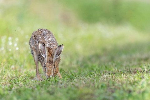 European hare (Lepus europaeus) Brown hare smelling odours on the ground in a meadow. Kaiserstuhl,