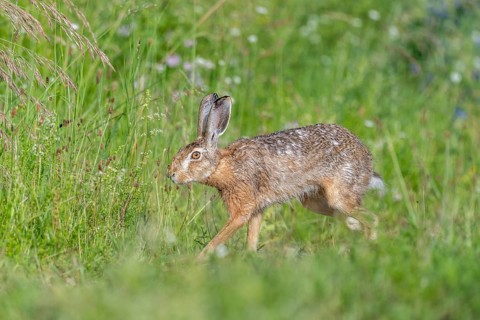 European hare (Lepus europaeus) Brown hare in motion hopping in a meadow. Kaiserstuhl, Freiburg im