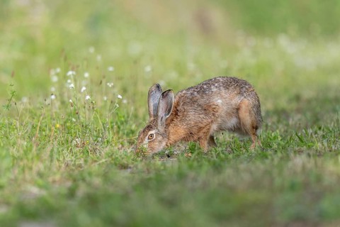 European hare (Lepus europaeus) Brown hare smelling odours on the ground in a meadow. Kaiserstuhl,