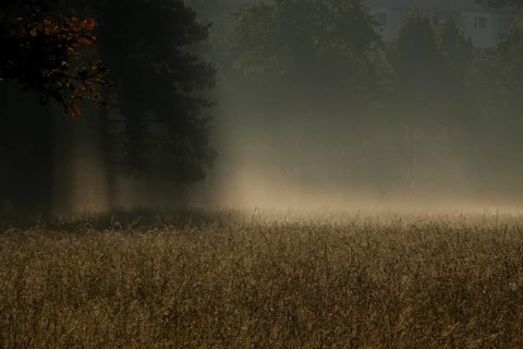 Summer morning atmosphere, morning fog, Germany, Europe