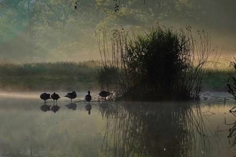 Summer morning atmosphere, morning fog, Germany, Europe