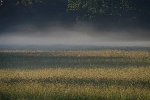 Summer morning atmosphere, morning fog, Germany, Europe