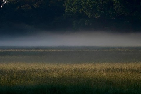 Summer morning atmosphere, morning fog, Germany, Europe