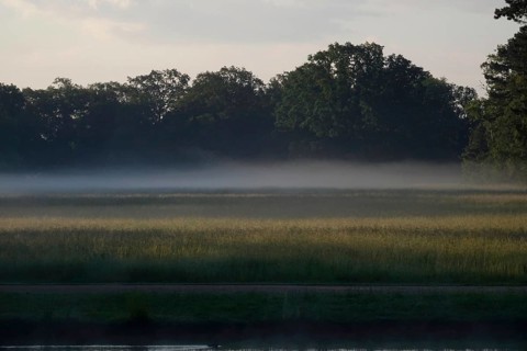 Summer morning atmosphere, morning fog, Germany, Europe