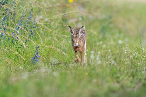 European hare (Lepus europaeus) Brown hare in motion hopping in a meadow. Kaiserstuhl, Freiburg im