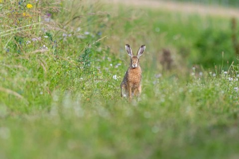 European hare (Lepus europaeus) Brown hare sitting on the ground and observing the surroundings in