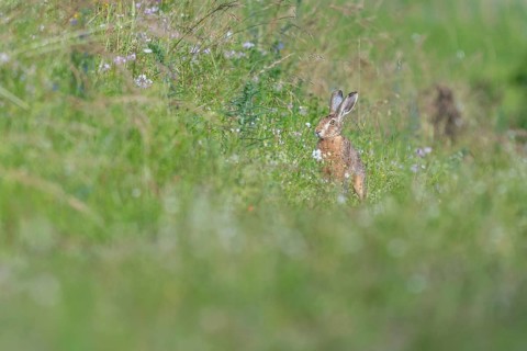 European hare (Lepus europaeus) Brown hare sitting on the ground and observing the surroundings in