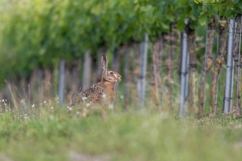 European hare (Lepus europaeus) Brown hare sitting on the ground and observing the surroundings in