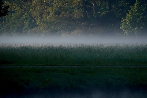 Summer morning atmosphere, morning fog, Germany, Europe