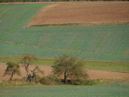 Two trees next to a raised hide in the middle of fields, early autumn colours visible, Waldeck,