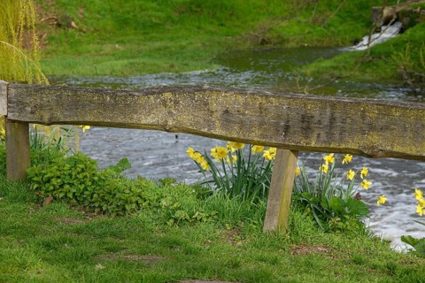 Wild daffodils blooming next to an old wooden railing with a river in the background, Vreden, North