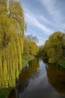 Tranquil stream surrounded by weeping willows reflected in the water, Vreden, North