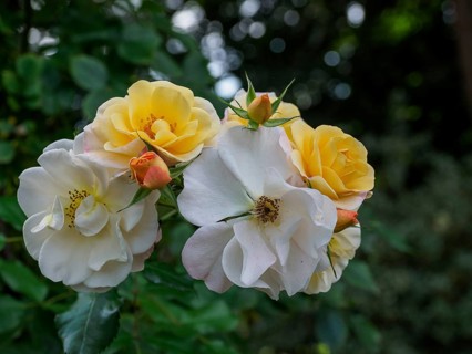 Close-up of white and yellow roses in a garden, SChermbeck North Rhine-Westphalia, Germany, Europe